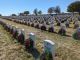 Fort Sam Houston National Cemetery, Fort Sam Houston, San Antonio, Bexar TX